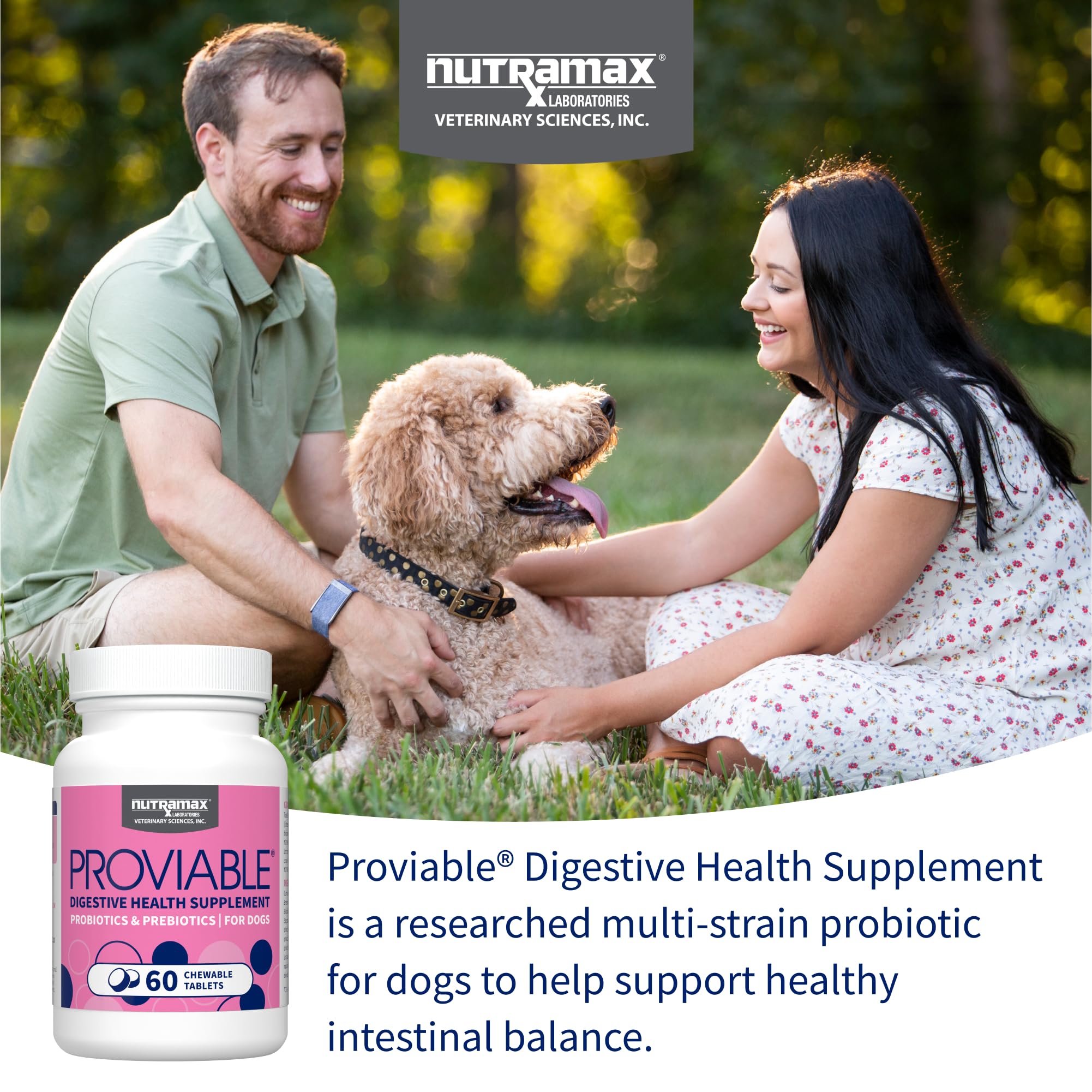 Nutramax Proviable multi-strain bacteria supports intestinal health in dogs.