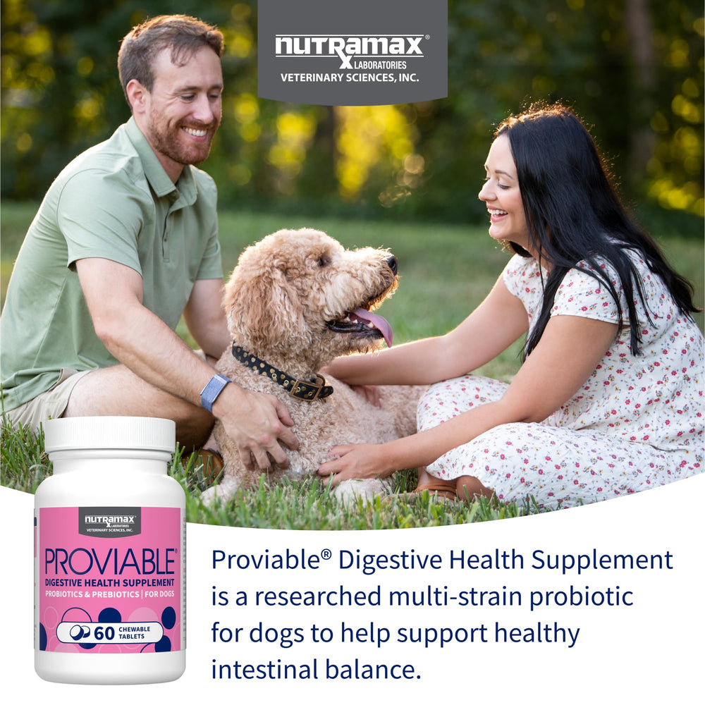 Nutramax Proviable multi-strain bacteria supports intestinal health in dogs.