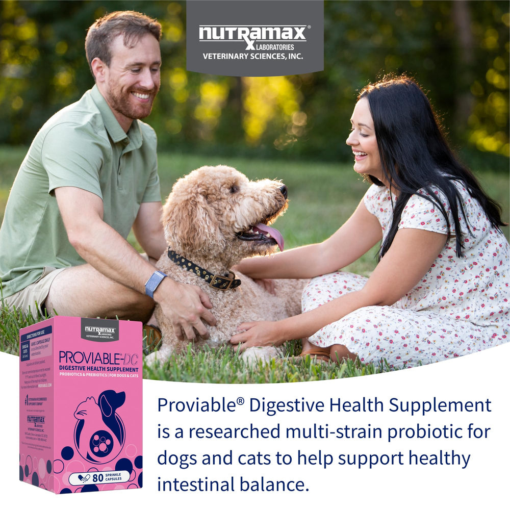 Nutramax Proviable powder sprinkled on pet food for easy daily use