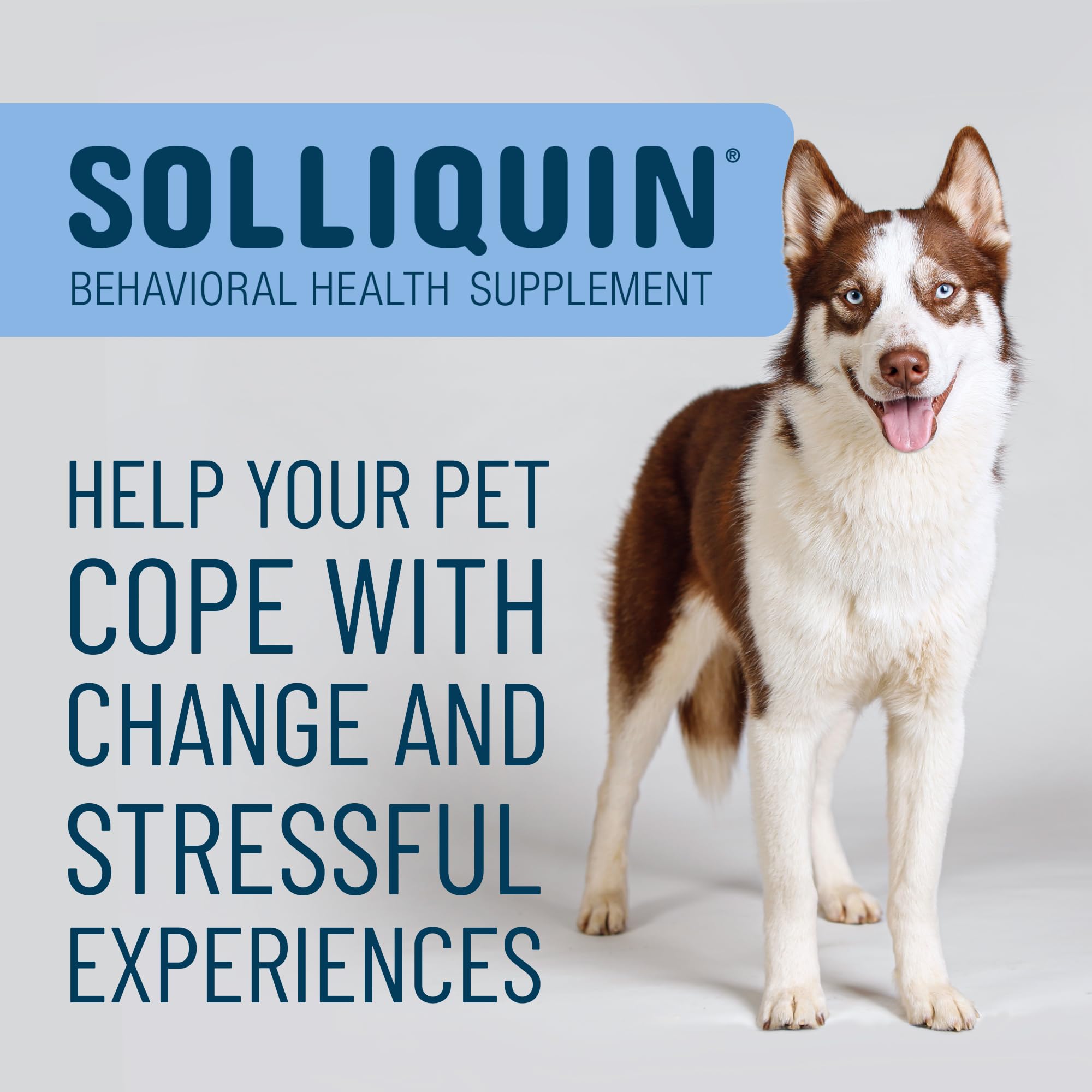 Dog tasting Solliquin chew for relaxed behavior