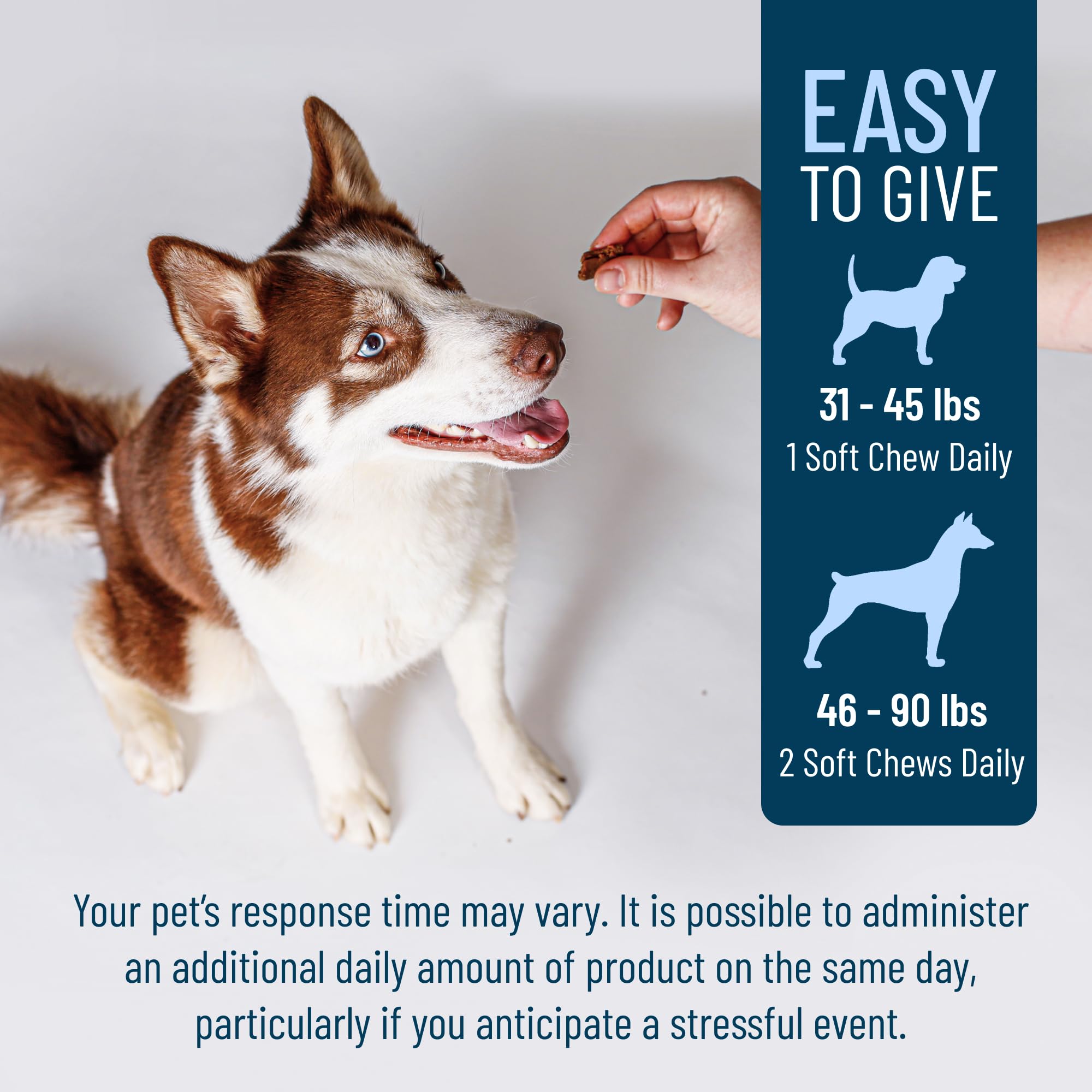 Dog during travel with Solliquin calming support nearby