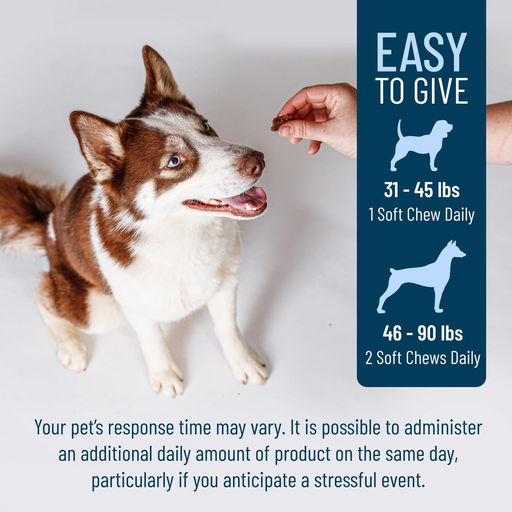 Dog during travel with Solliquin calming support nearby