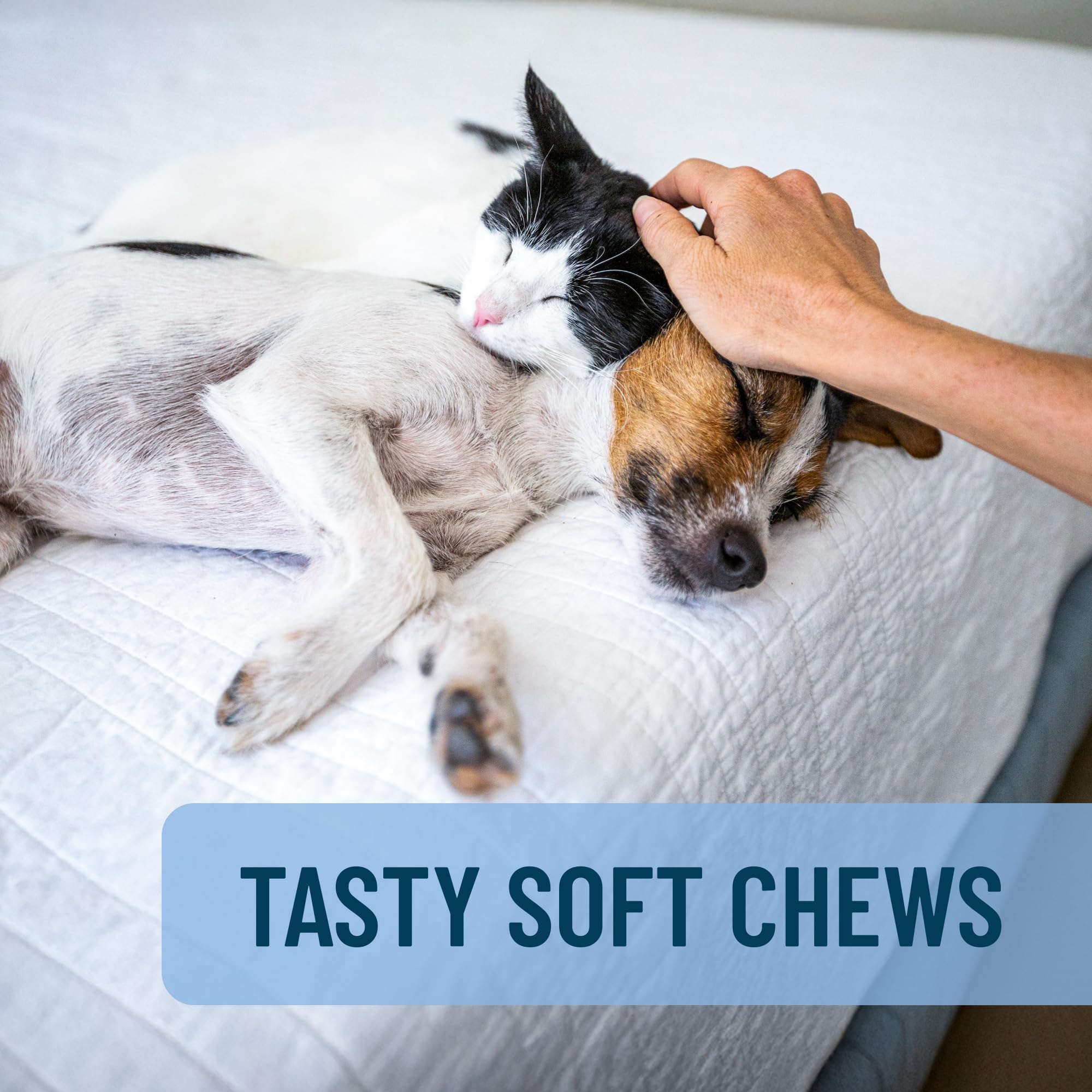 Nutramax Solliquin home-use scene suggests daily care and routine calming.