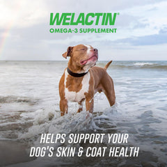 Nutramax Welactin dog paw image highlighting shiny coat and skin health benefits