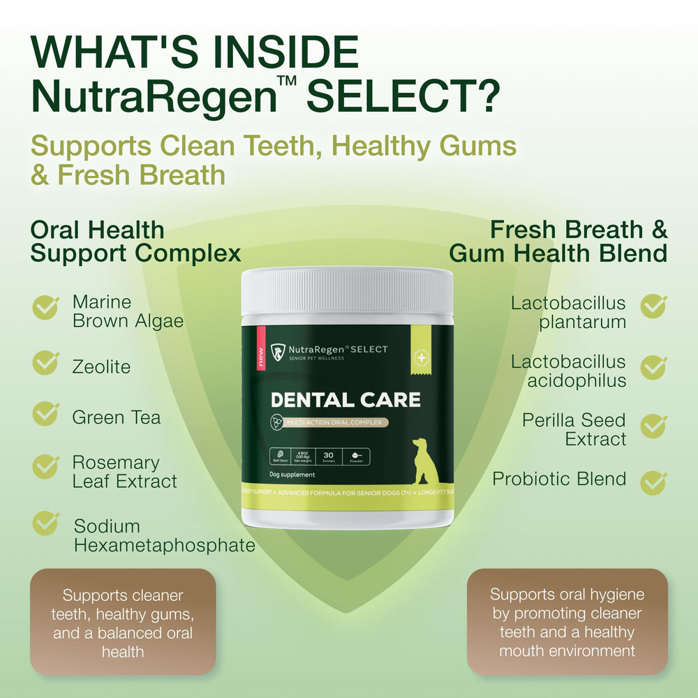 NutraRegen probiotic breath-freshener powder balances the oral environment