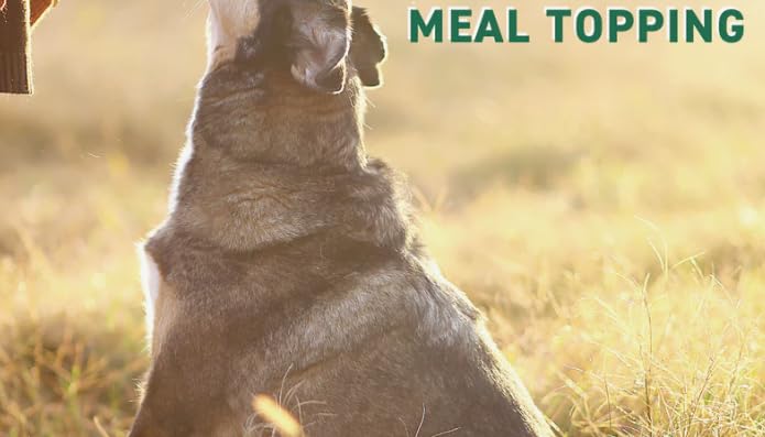 Nutri Bites freeze-dried beef liver treats during training for dogs.