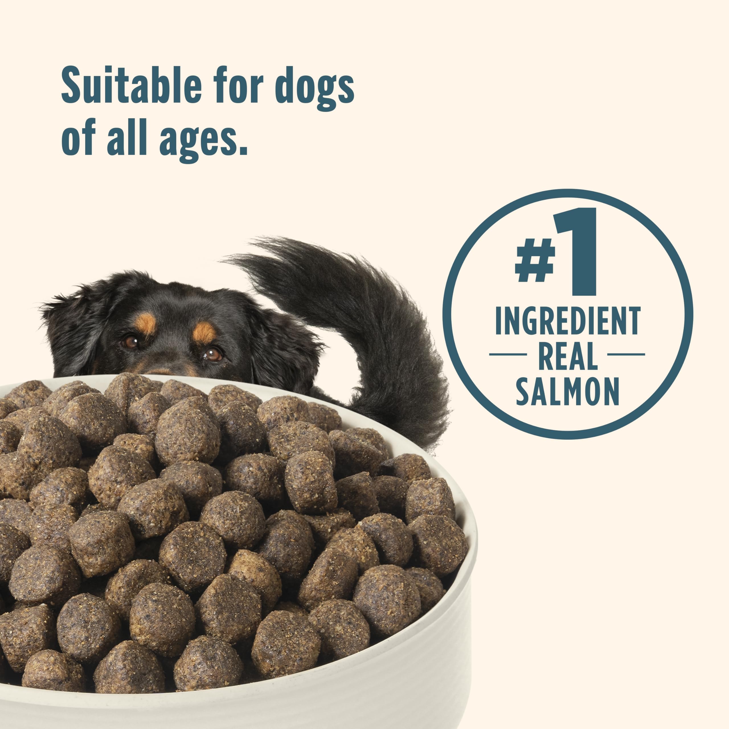 Close-up of kibble texture for appetizing, crunchy bites