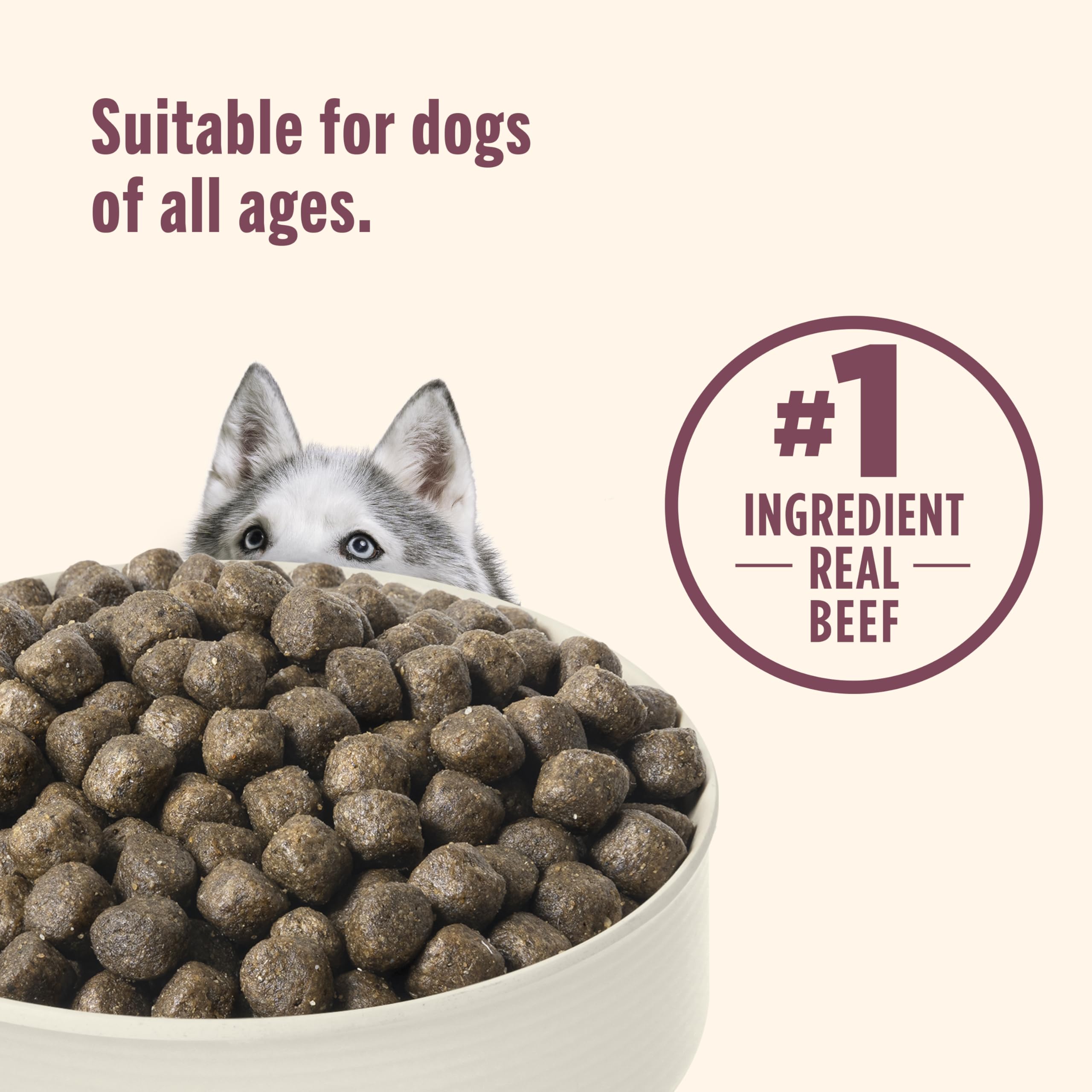 Nutrish Peak dog bowl serving scene suggests convenient mealtime.