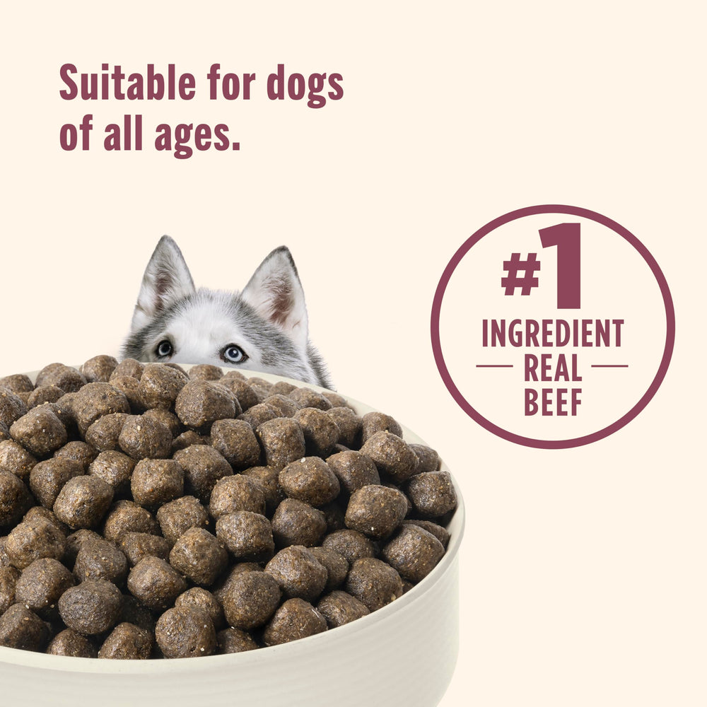 Nutrish Peak dog bowl serving scene suggests convenient mealtime.