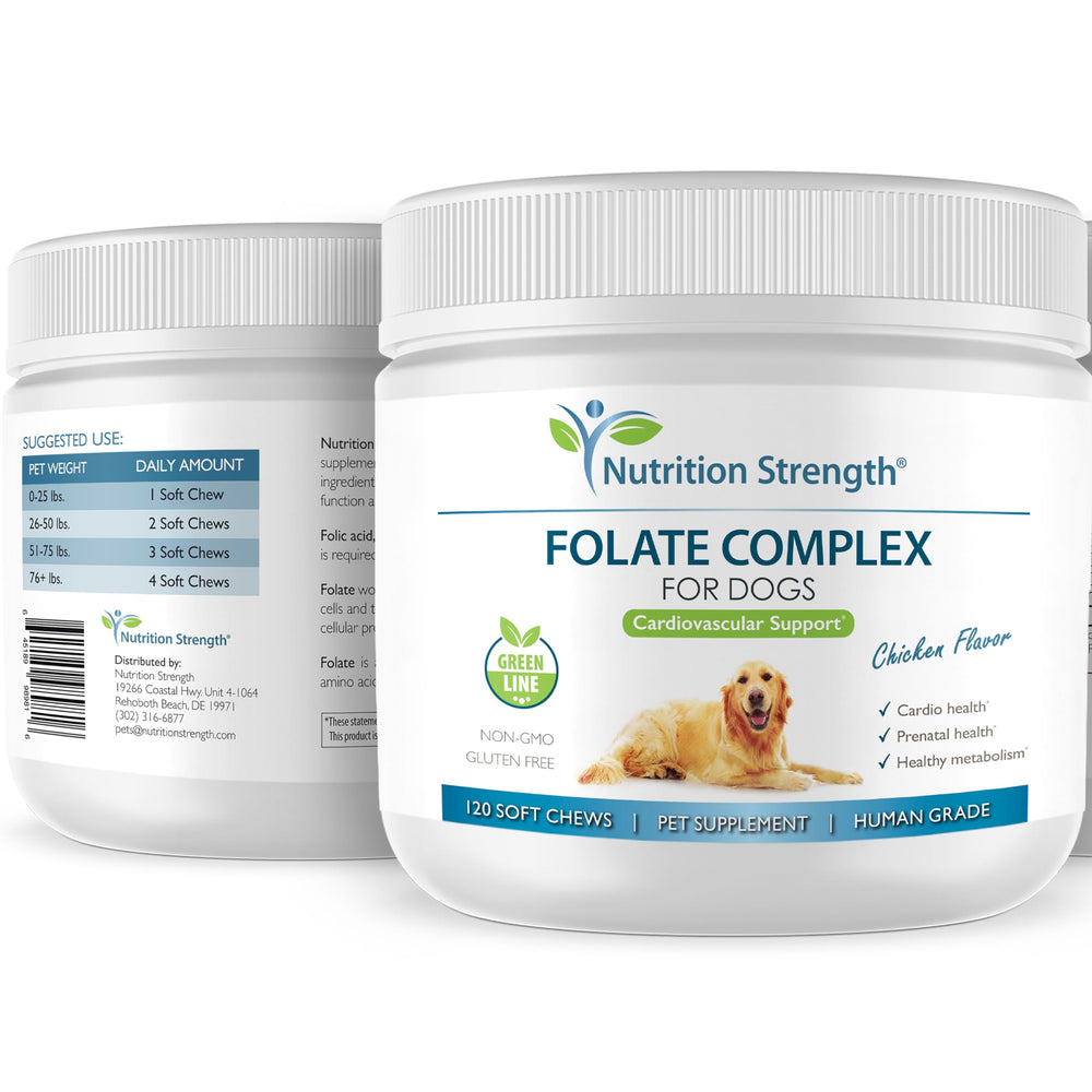 Pregnant dog with Nutrition Strength folate chews, potential prenatal development support.
