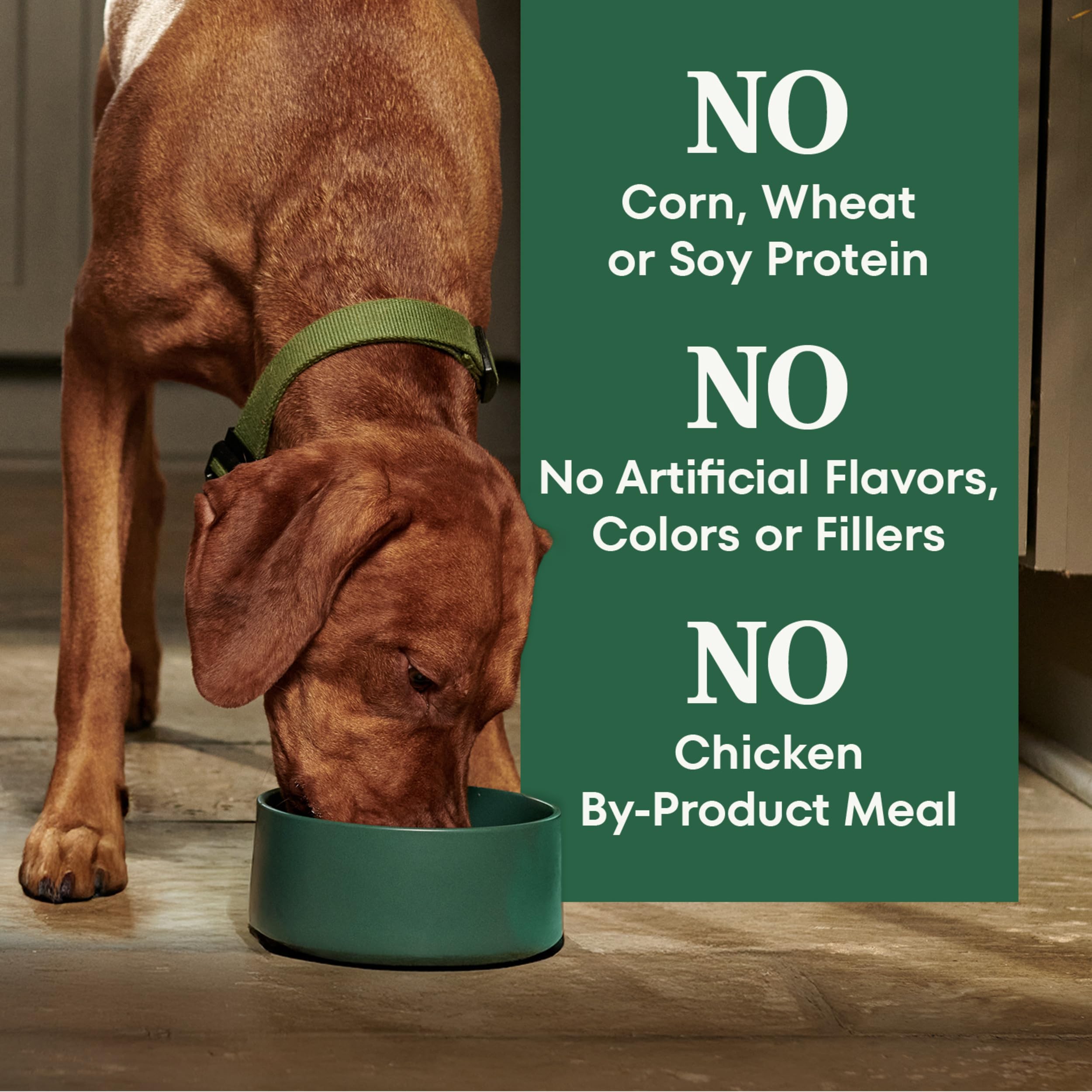 Nutro dry dog food promotes healthy skin and coat