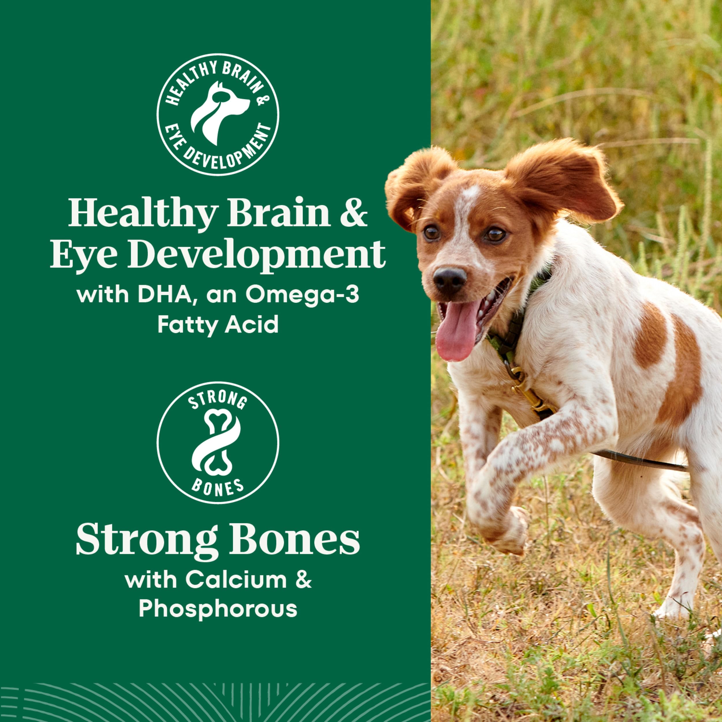 Nutro Natural Choice large-breed puppy dry chicken brown rice family meal moment conveys trust.