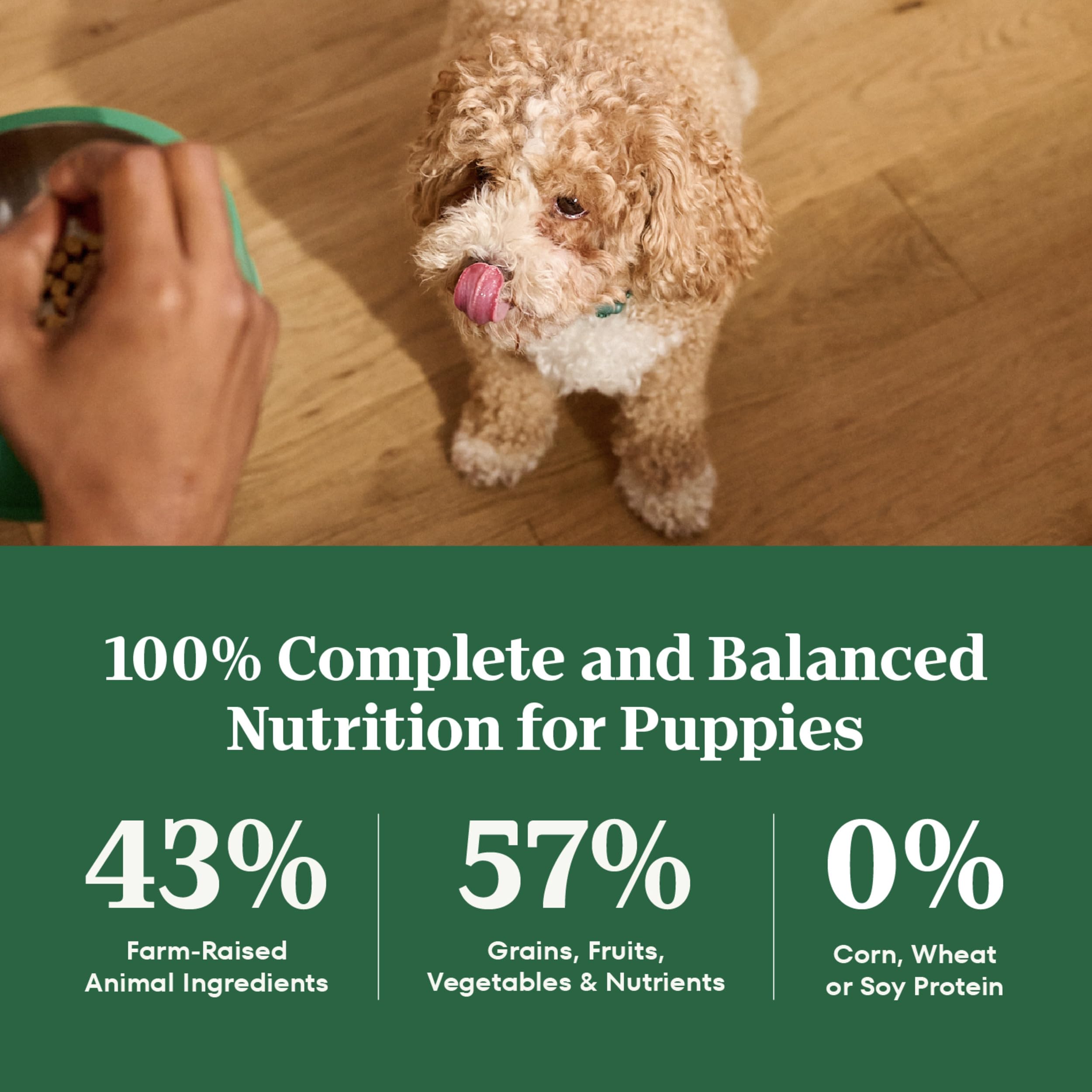 Nutro Natural Choice large-breed puppy dry chicken brown rice mealtime scene with happy puppy.