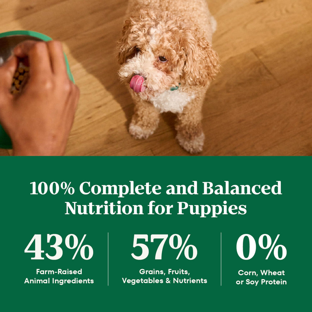 Nutro Natural Choice large-breed puppy dry chicken brown rice mealtime scene with happy puppy.