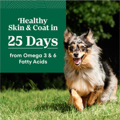 Nutro Natural Choice senior dog dental kibble close-up suggesting dental health benefits