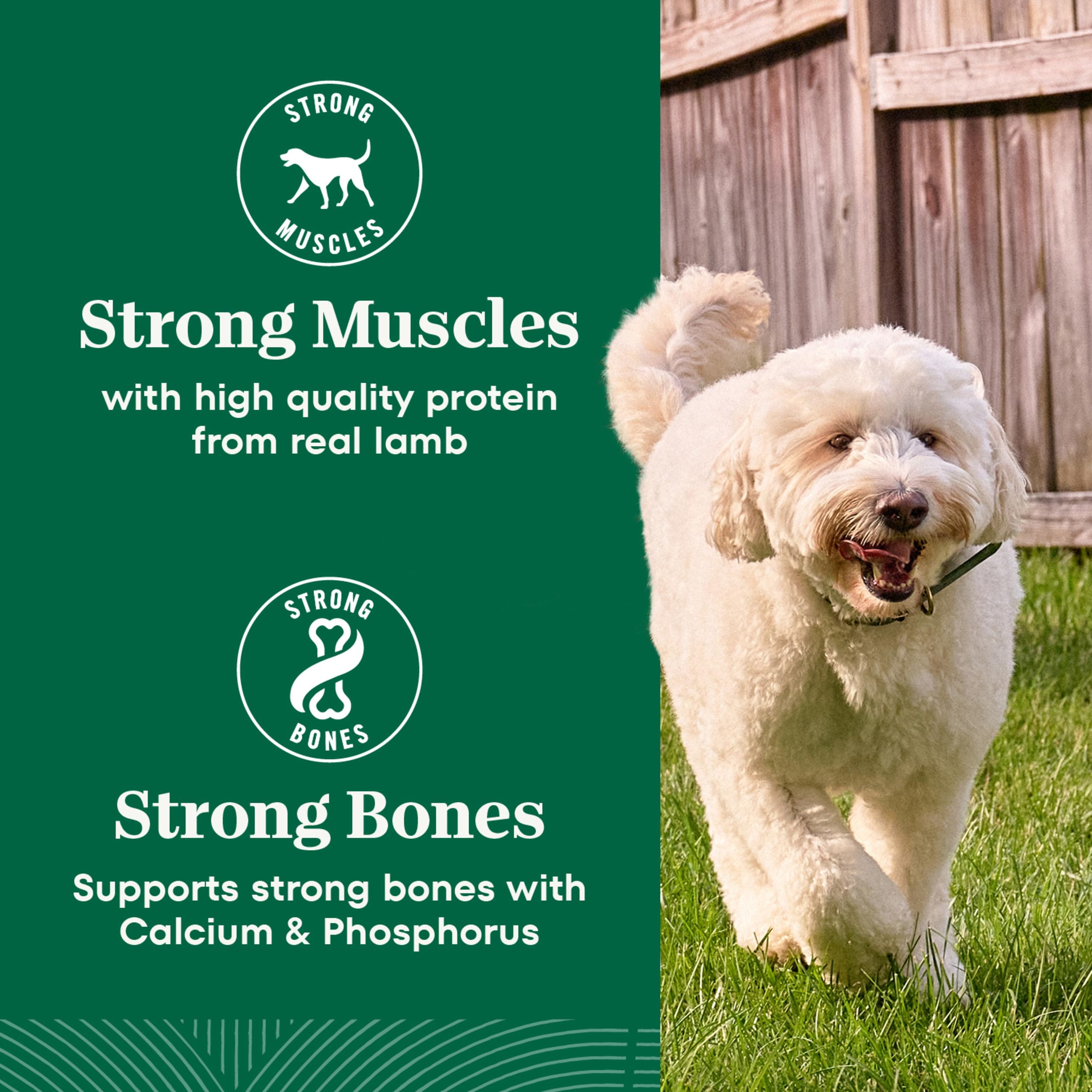Real chicken ingredient spotlight reinforces protein-first senior dog nutrition.