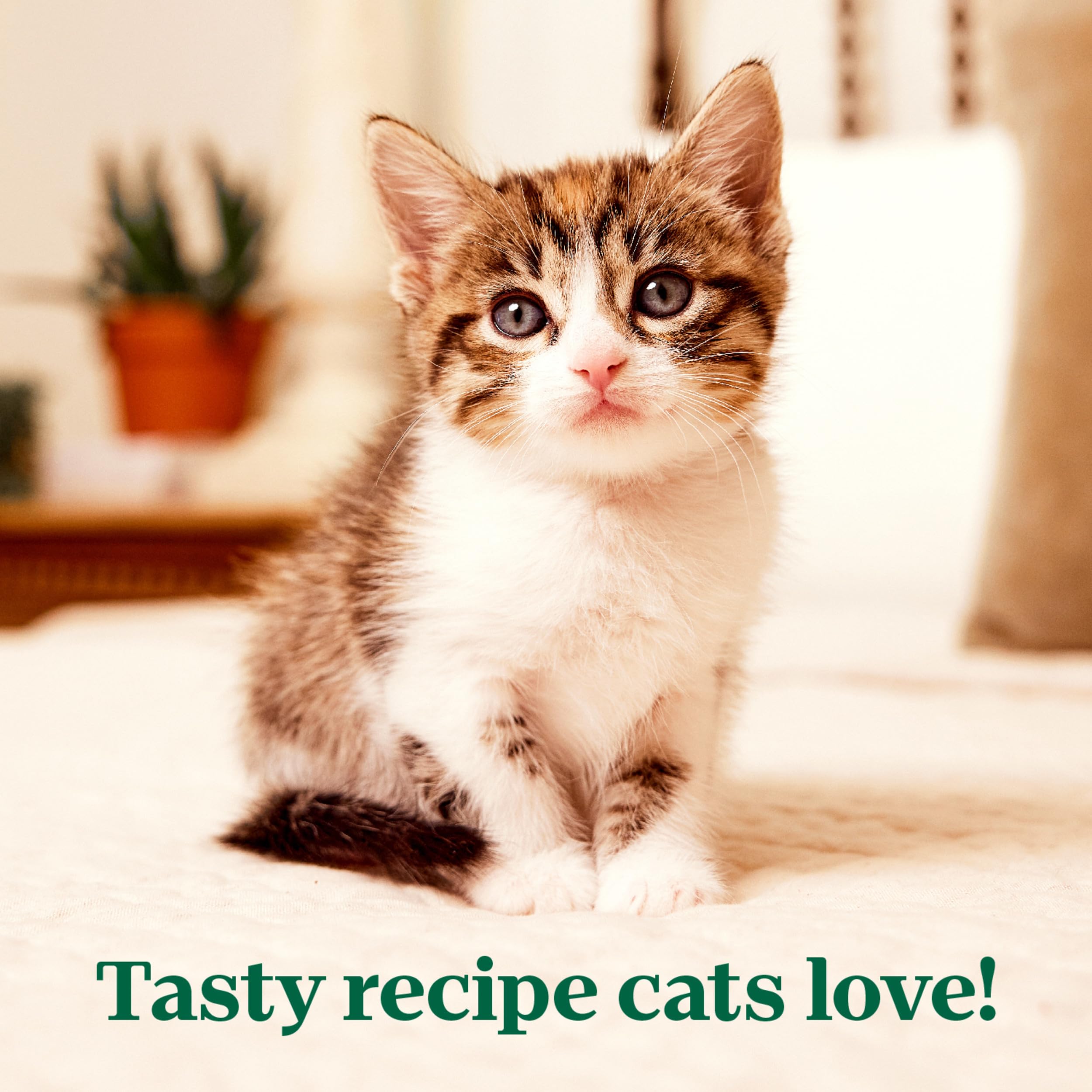 Serving dish with Nutro kitten pate for convenient meal time