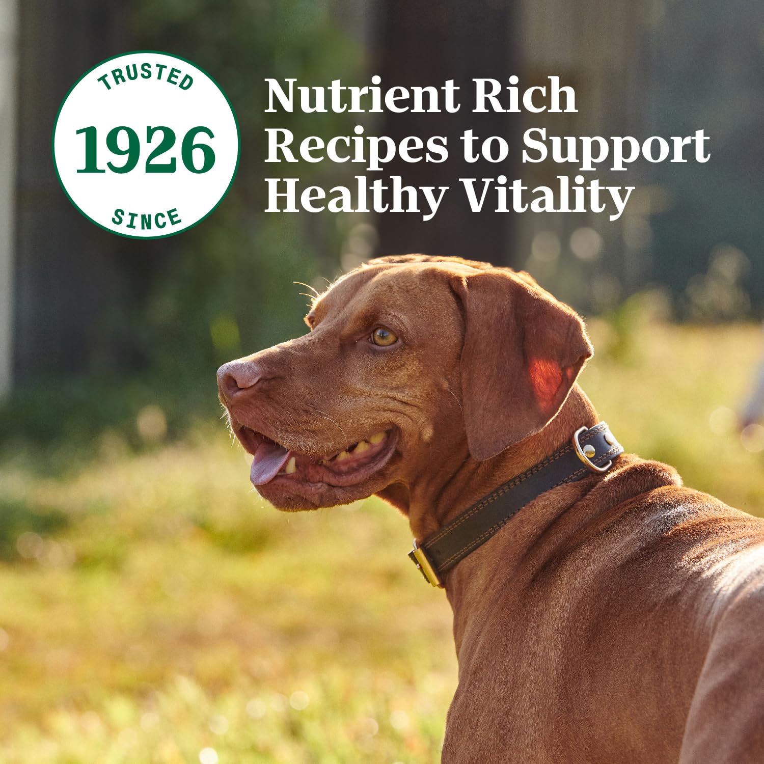 Balanced nutrition visuals from Nutro Premium Loaf Beef dinner