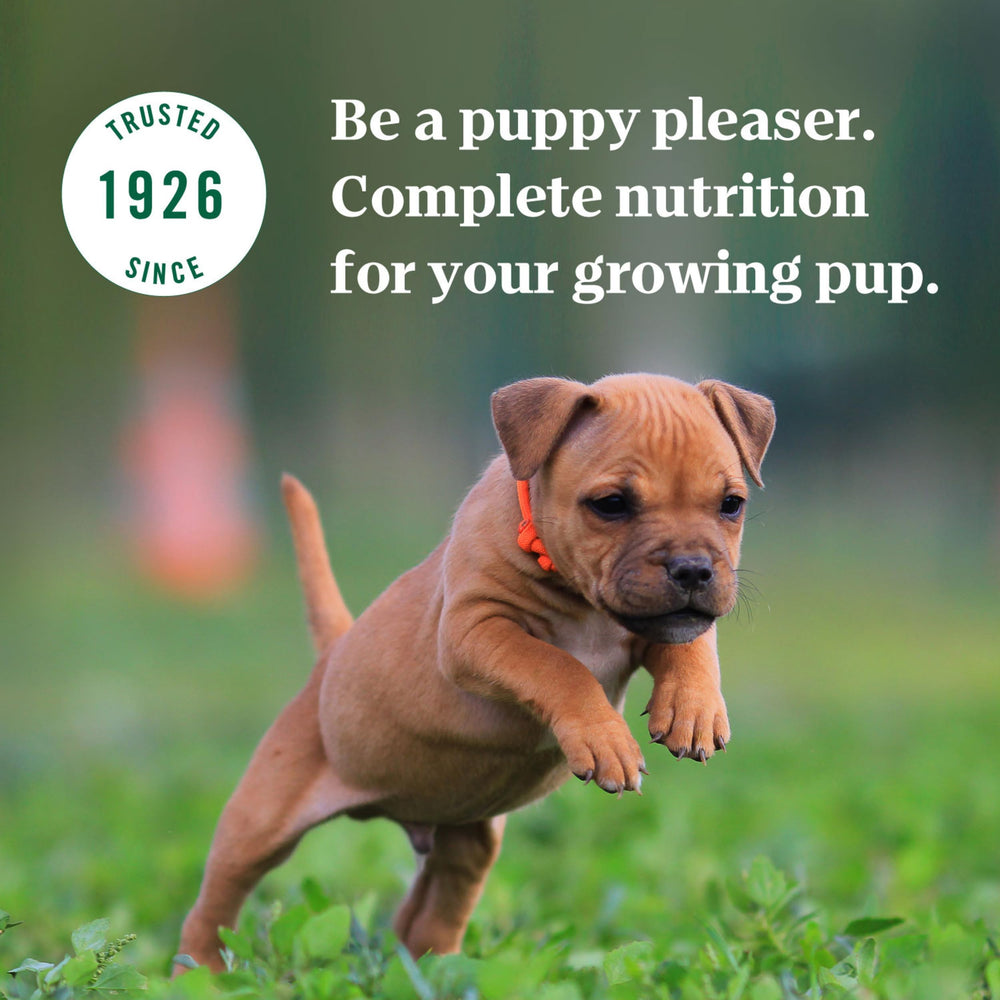 Nutro Puppy food helps growing dogs with balanced nutrition.