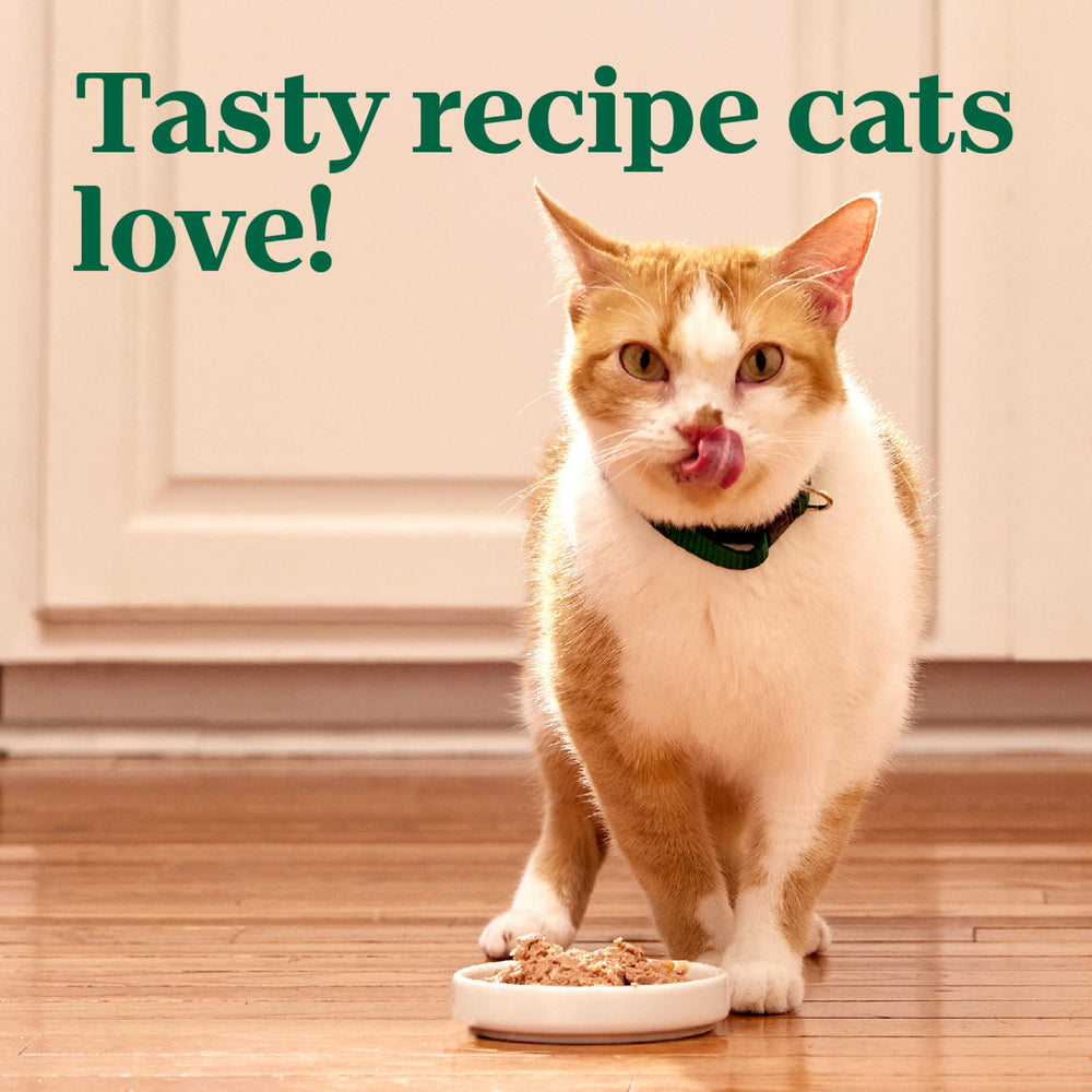Nutro Wet Cat Food Pate Chicken closeup emphasizing protein-first recipe