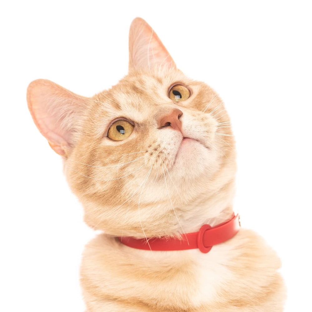 Nuvuq 5-pack breakaway cat collar black close-up emphasizes scratch-resistant durability outdoors.