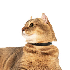 Adjustable 6⅞ to 10¼ inches ensures growing cats stay comfortable.