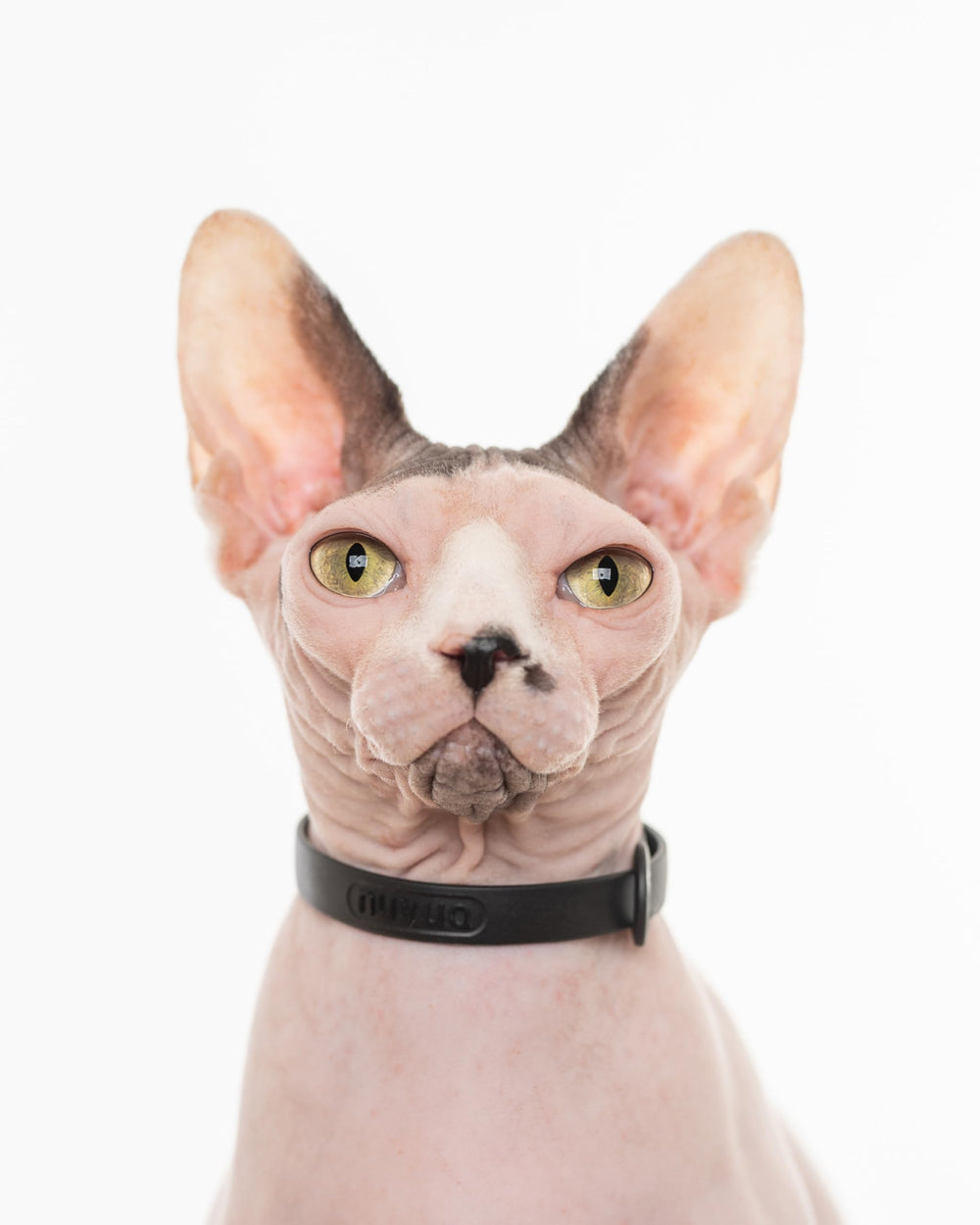 Classic black color suitable for daily wear on outdoor cats.