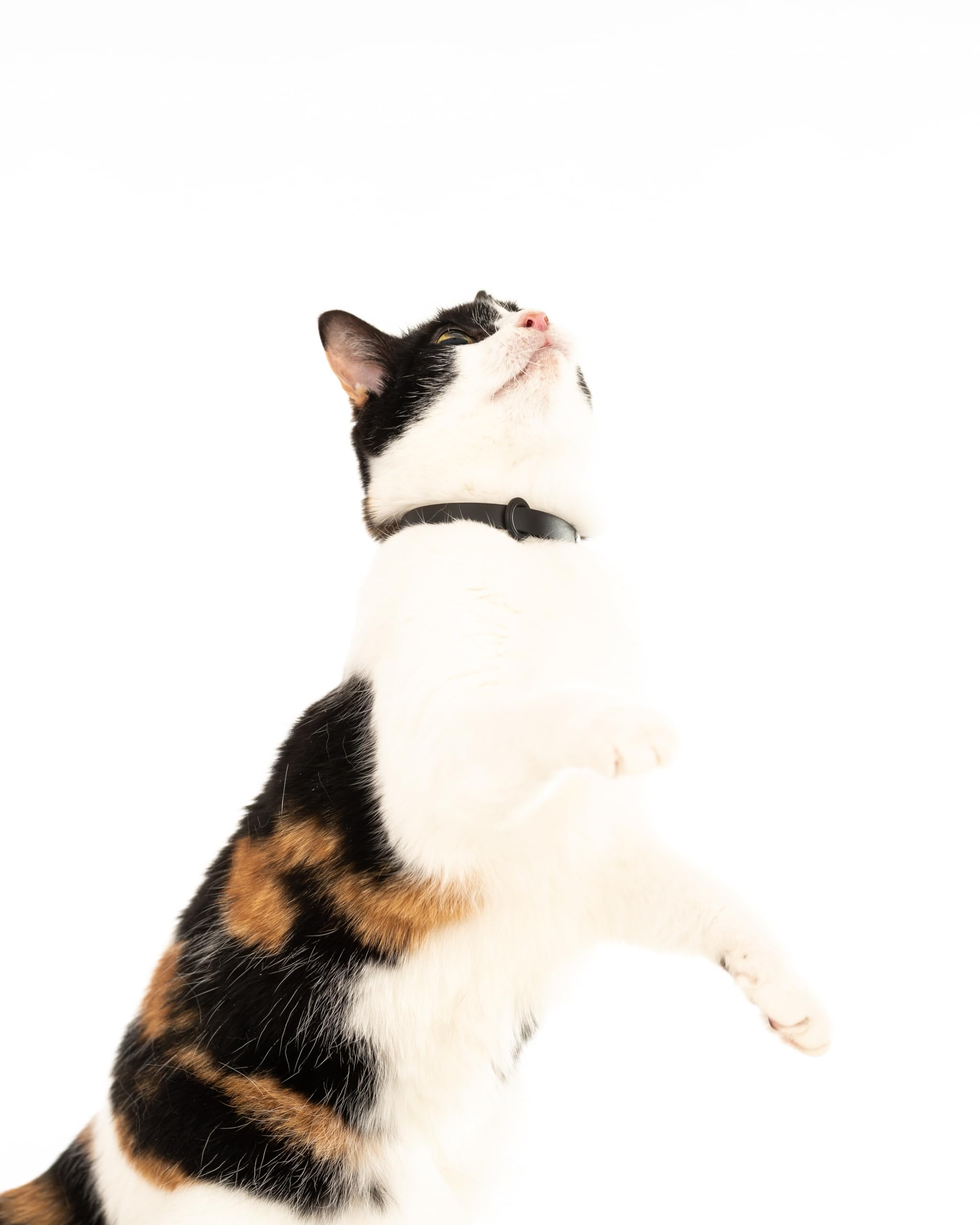Canada-designed and tested by pet-loving R&D team for quality.