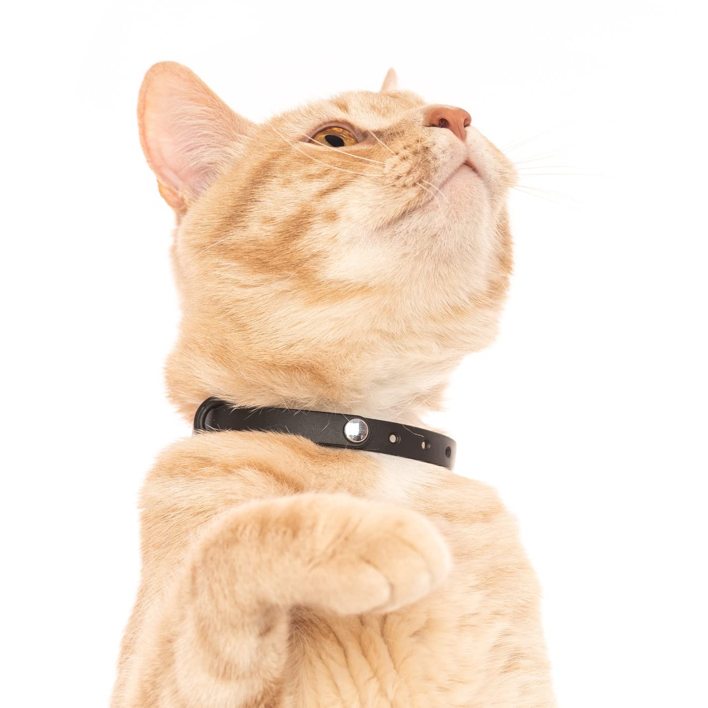 Nuvuq name tag ring attachment keeps ID and bell within reach.