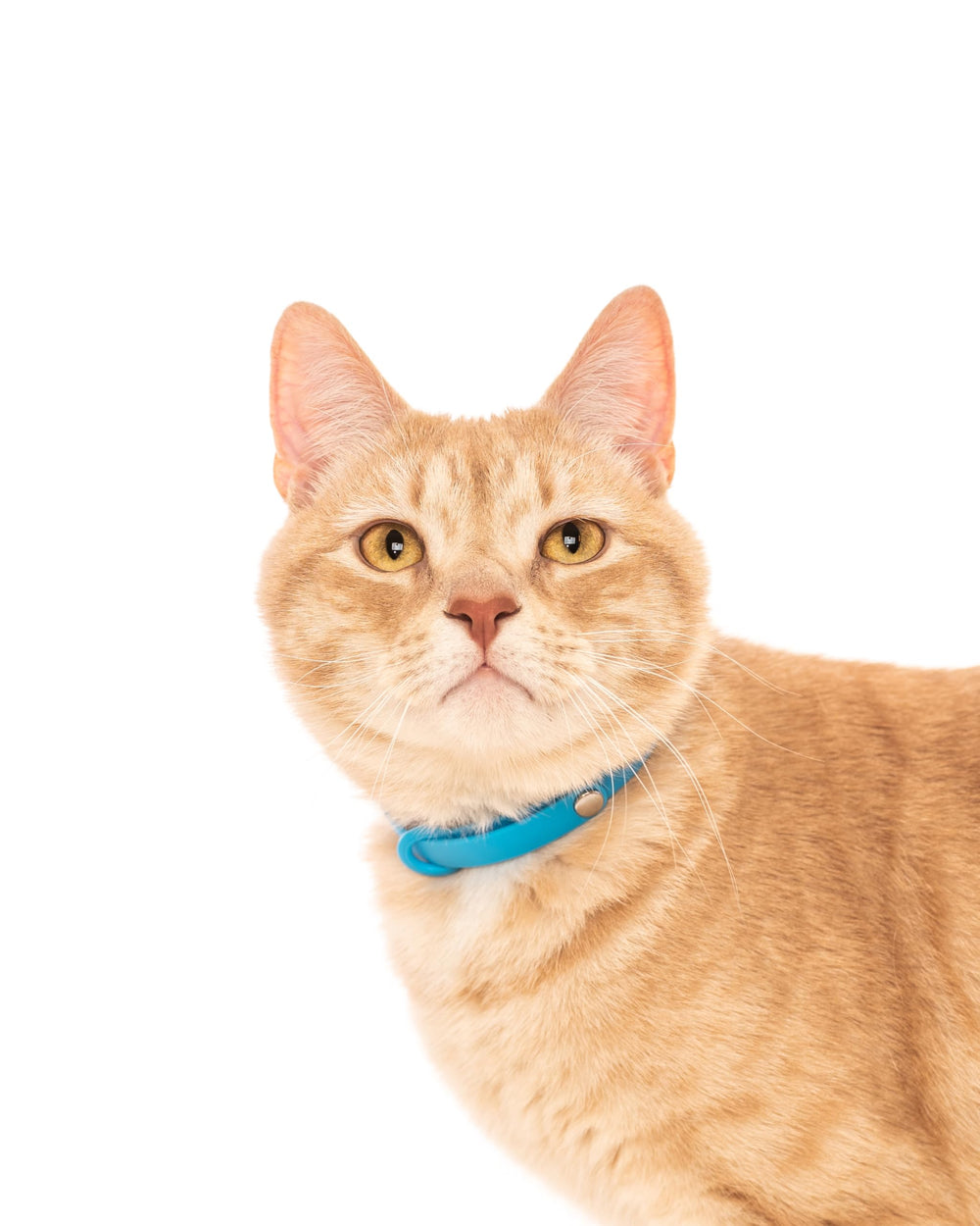 Adjustable length on the Nuvuq collar from 6 ⅞ to 10 ¼ inches