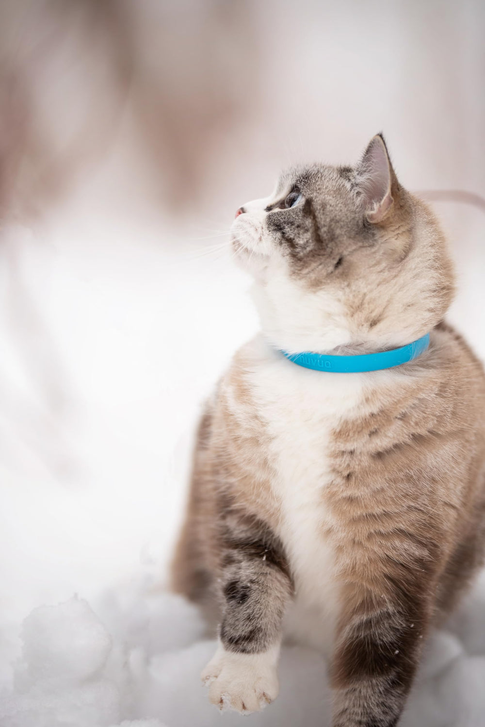 Two-pack Nuvuq silicone cat collars in blue for easy rotation