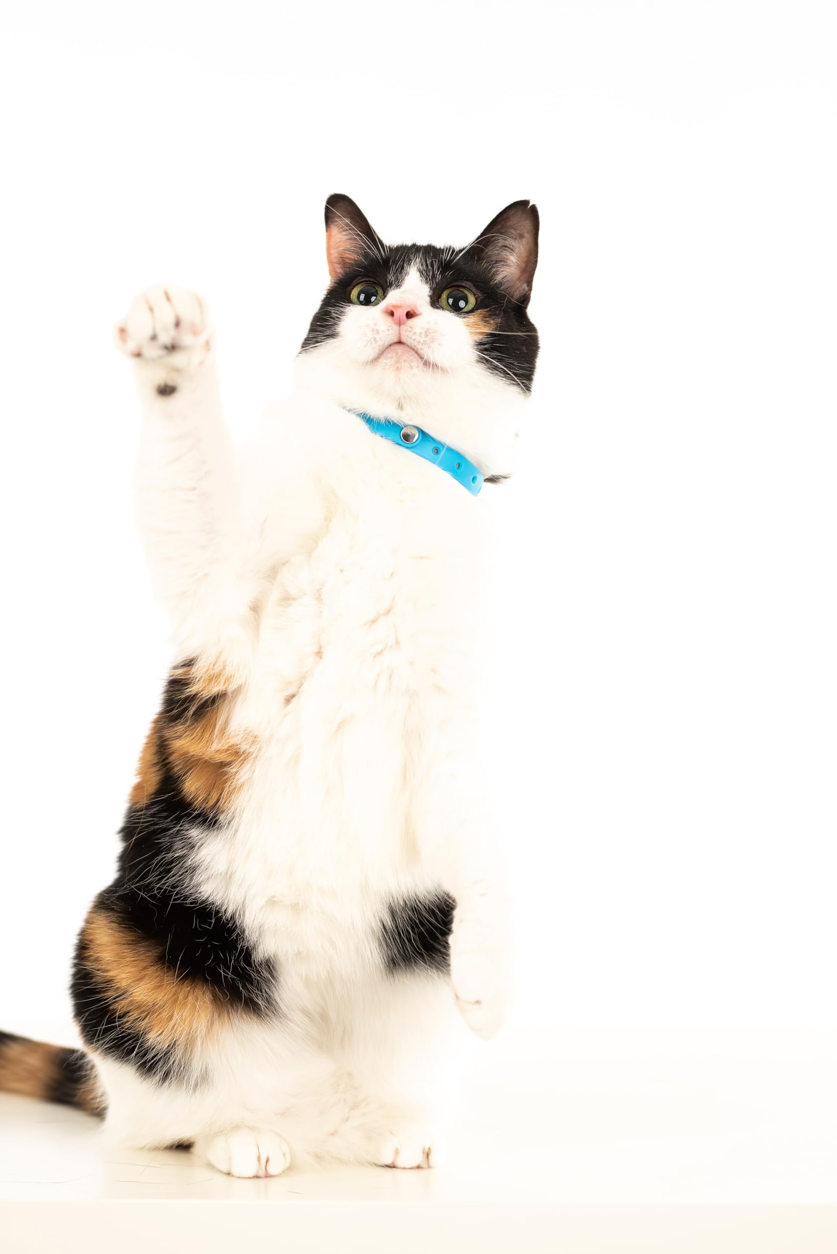 Outdoor-ready, scratch-resistant design from Nuvuq for active cats
