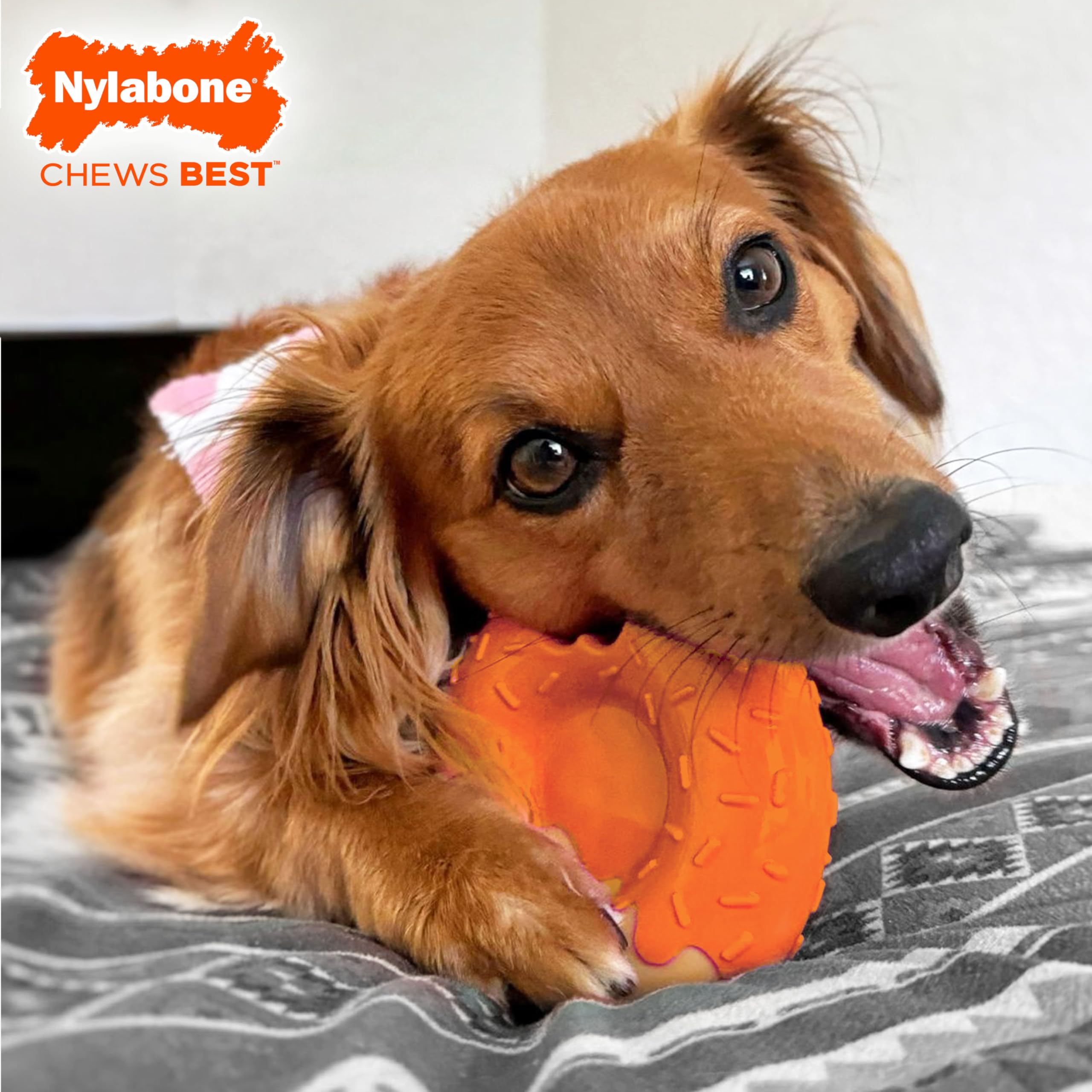 Limited edition donut with orange frosting for exciting chew sessions