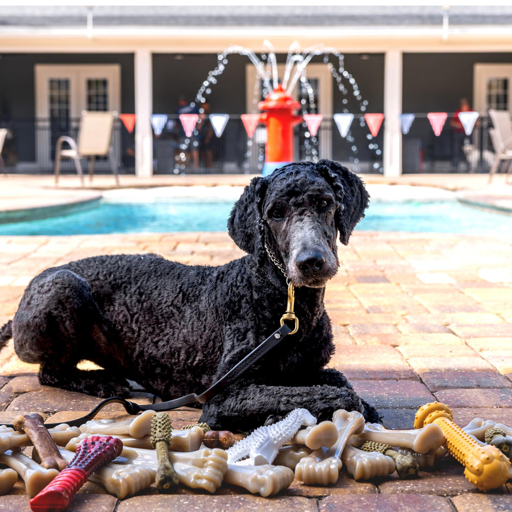 Nylabone Barbell Power Chew Toy peanut butter flavor infused for lasting taste.