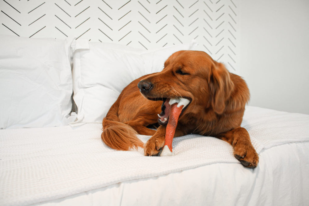 Nylabone beef-flavored chew close-up showing textured surface for dental benefits.