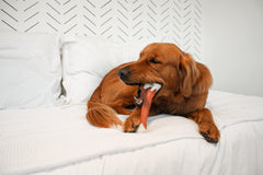 Nylabone beef-flavored chew close-up showing textured surface for dental benefits.