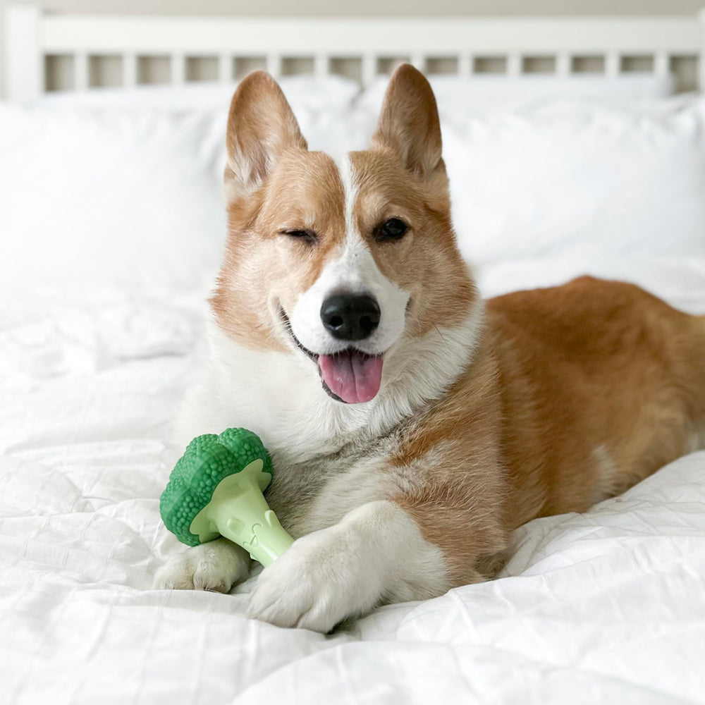 Nylabone broccoli power chew toy broccoli-shaped texture for engagement