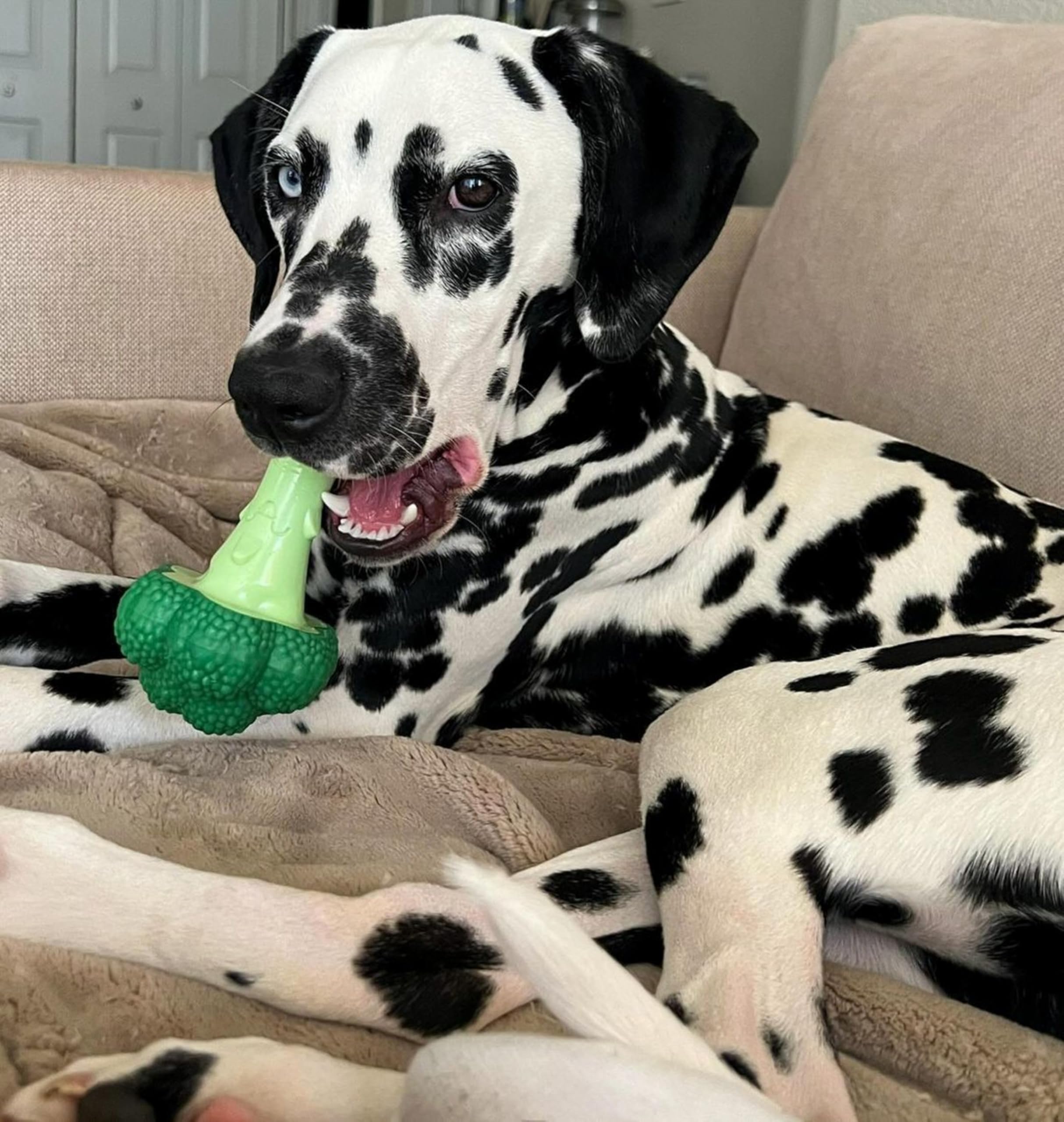 Nylabone broccoli power chew toy for aggressive chewers durable long-lasting
