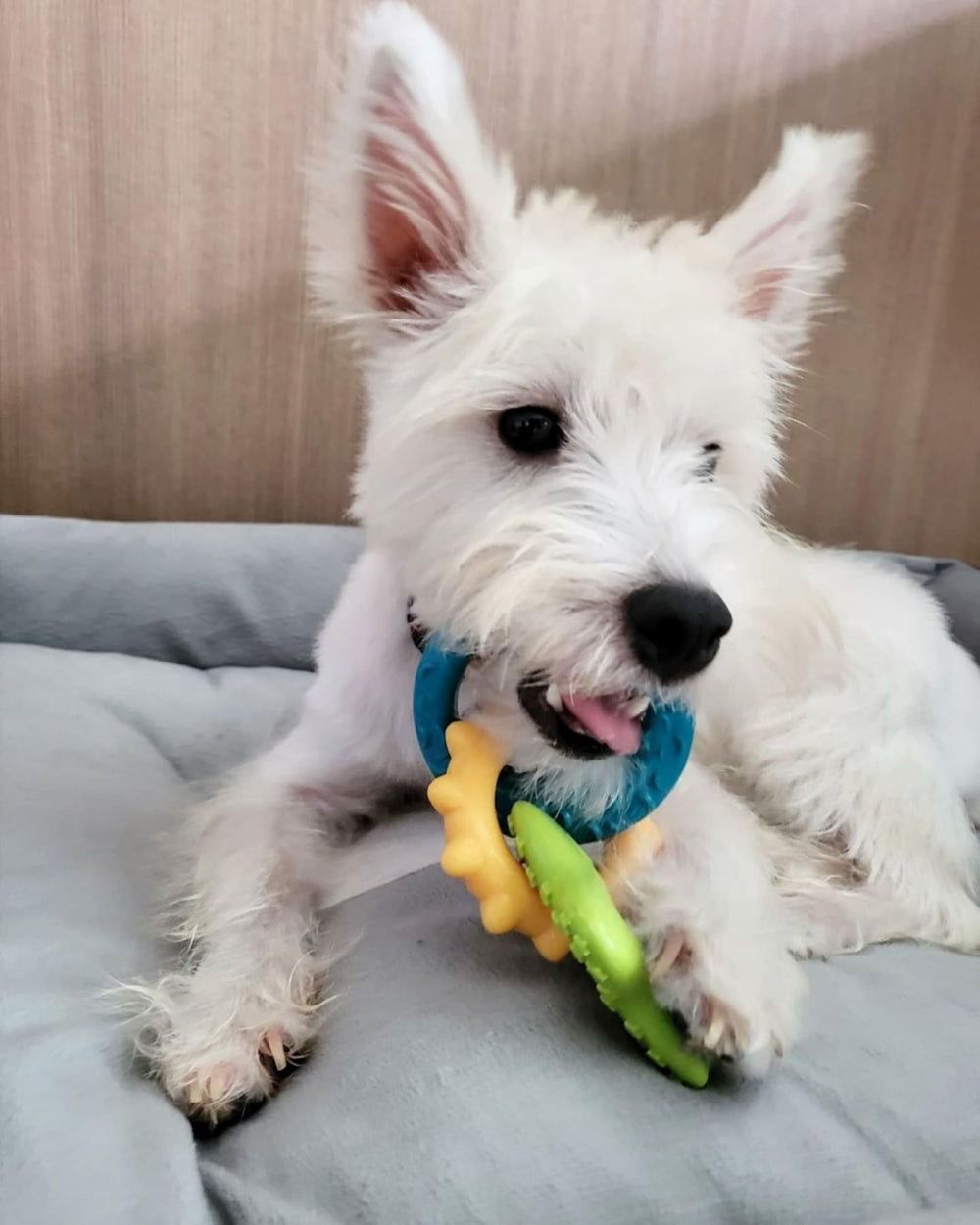 Nylabone dental dinosaur teething toy with textured nubs.