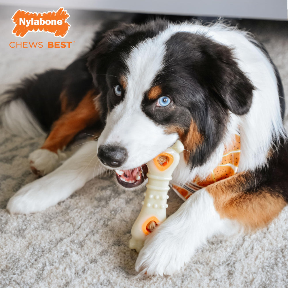 Nylabone enrichment interaction image illustrating engaging play