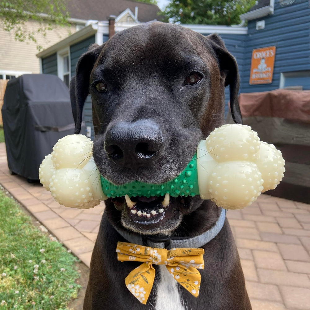 Nylabone Double Action Bone Power Chew nylon-material image showcases durable construction.