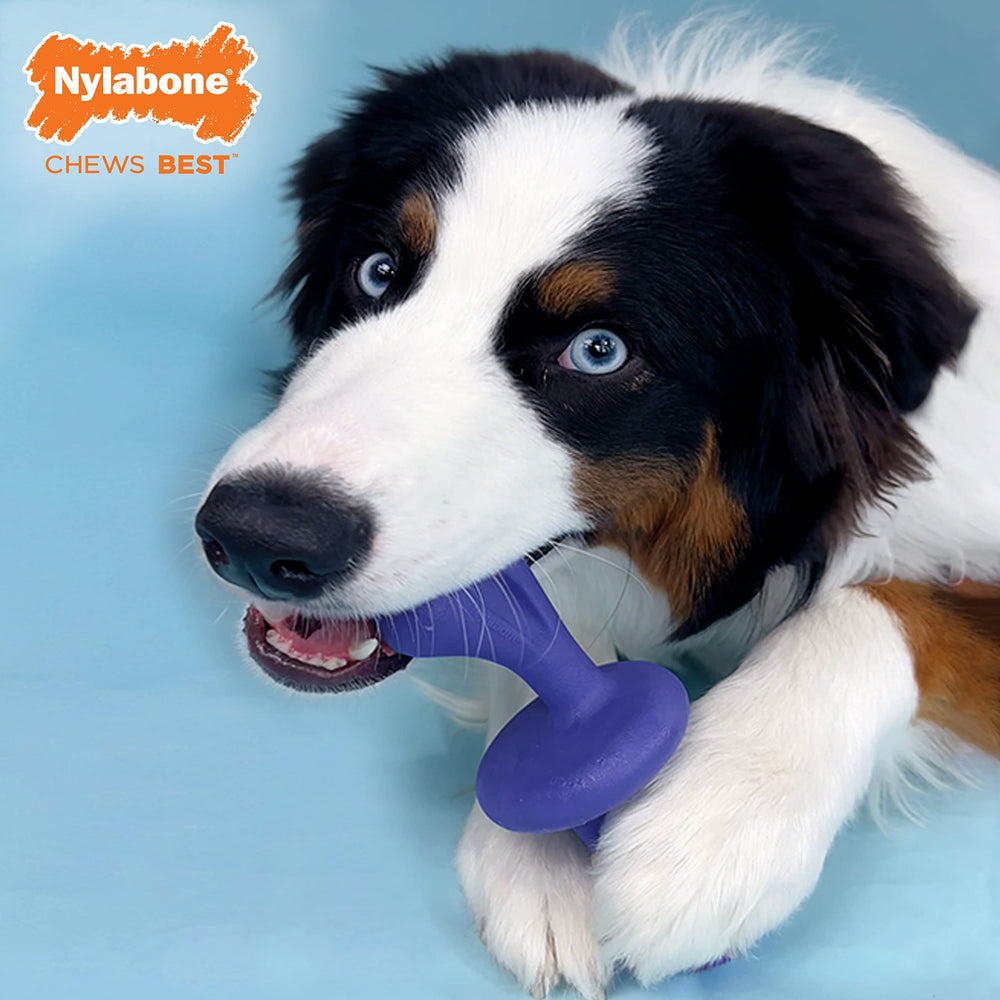 Nylabone durable chew toy built for powerful chewers