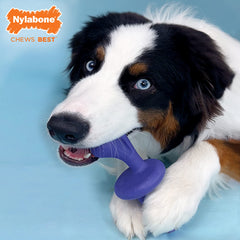 Nylabone durable chew toy built for powerful chewers