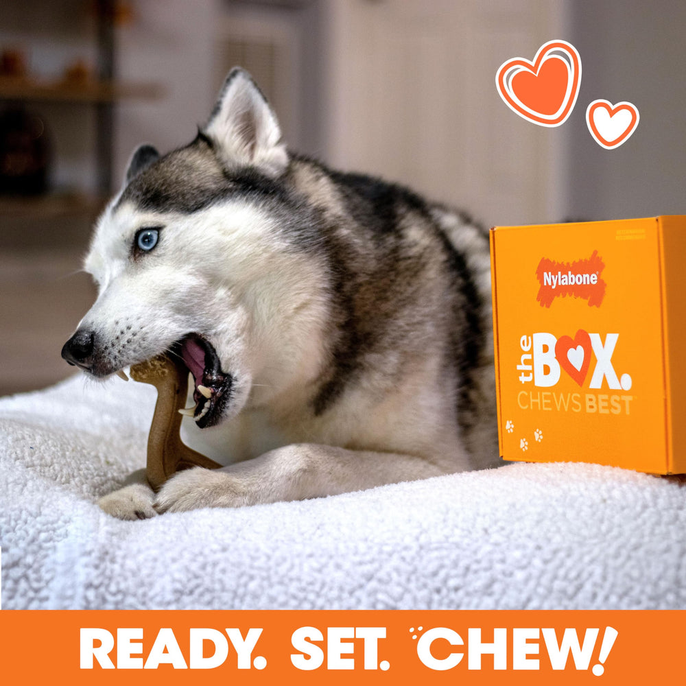 Nylabone durable chew toy collection for strong chewers.