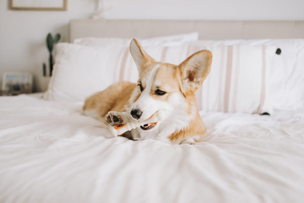 Nylabone Long-lasting chew and treat-dispensing experience