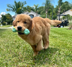 Nylabone Barbell puppy chew toy with two ends and textures to engage chewing.