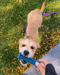 Nylabone Flexi Chew small dog toy with gummy texture for moderate chewers