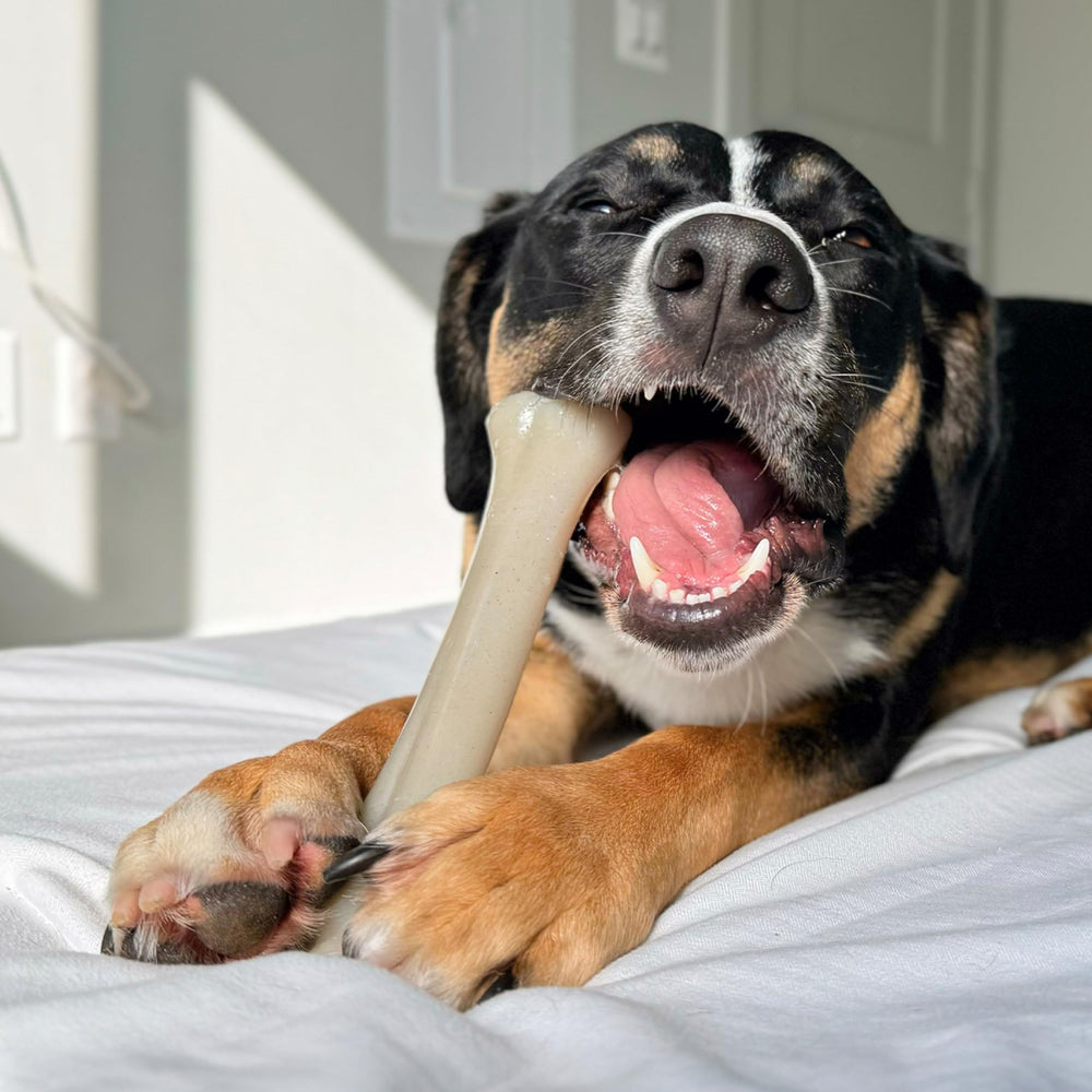Nylabone Gourmet Style knuckle bone with visible filet mignon bits, enticing aroma for dogs.