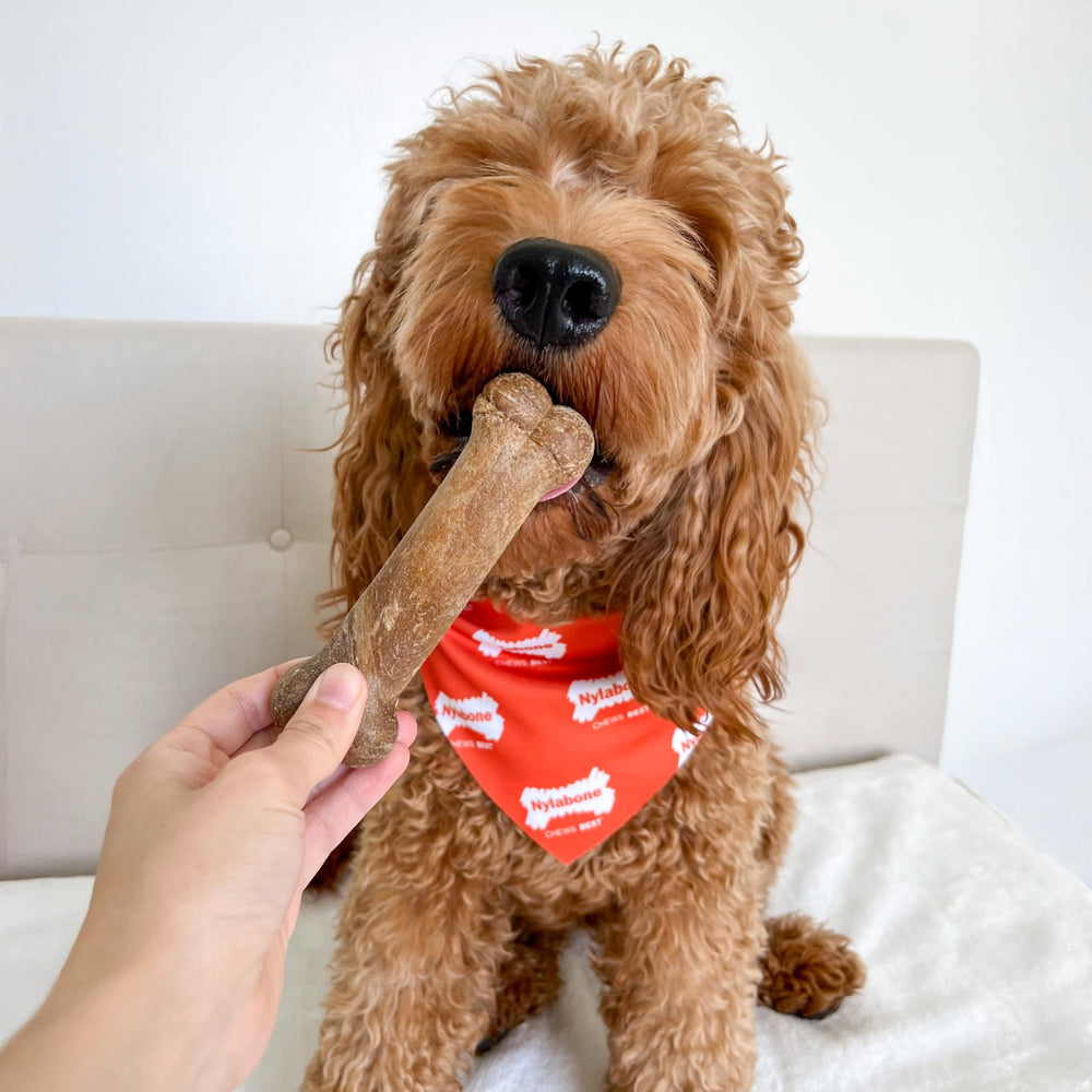 Nylabone Healthy Edibles bacon-flavor dog chew with classic aroma