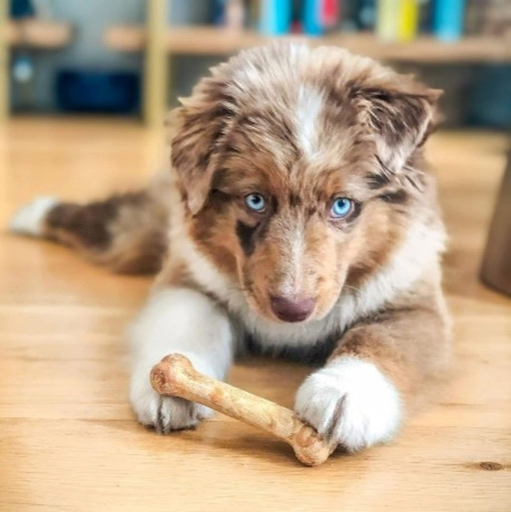 Nylabone Healthy Edibles chicken chew for active dogs supports tasty, digestible rewards.